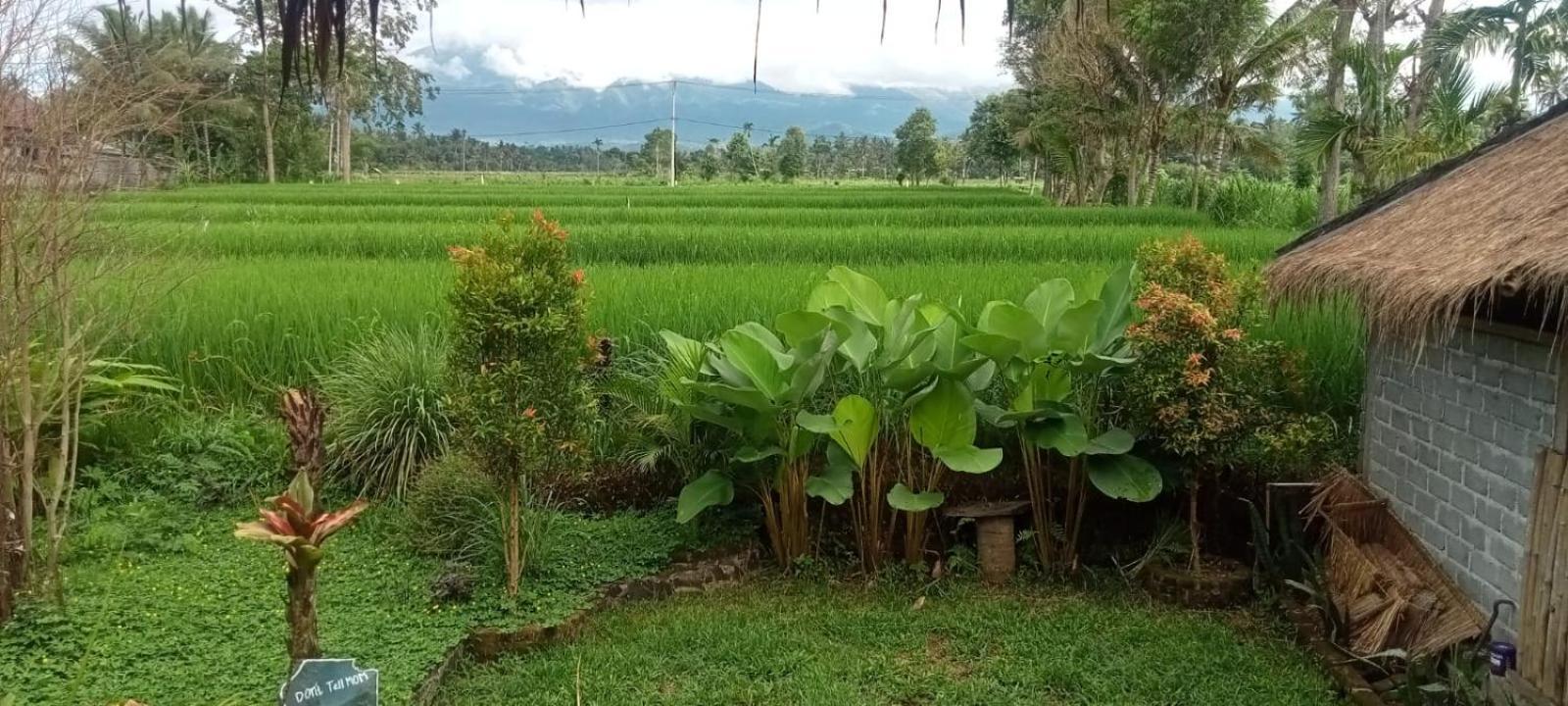 New Rinjani
